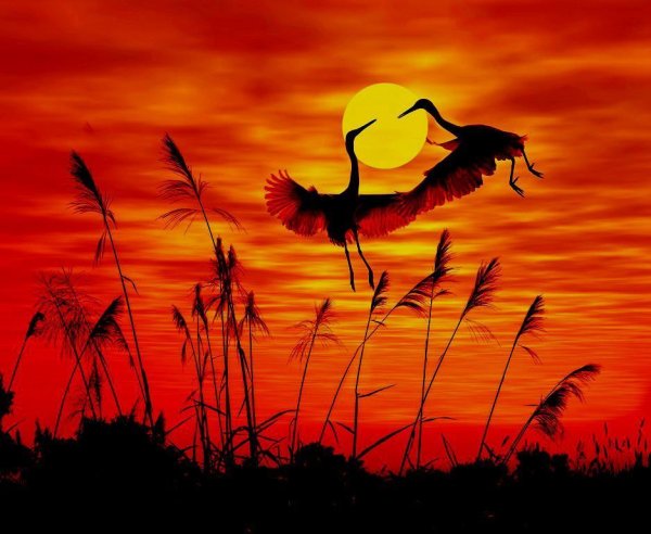 Журавли на рассвете