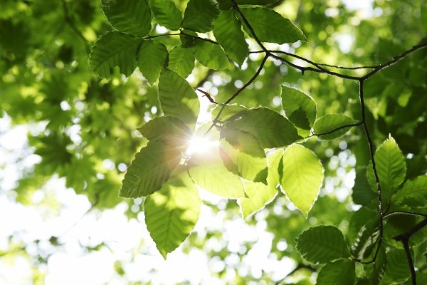 Солнечный фон