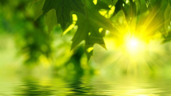 Солнечные лучи сквозь листву