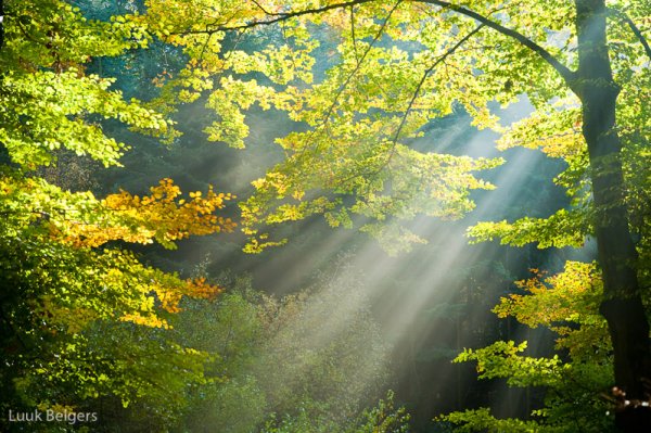 Летние листья