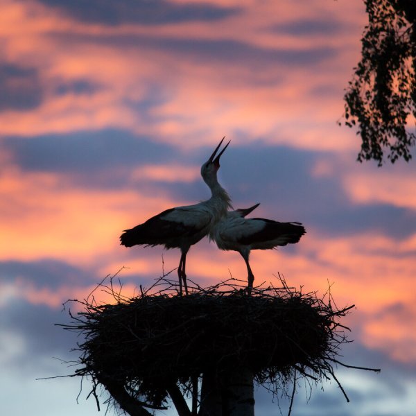 Клин журавлей на закате