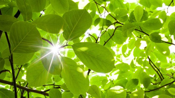 Ветка дерева