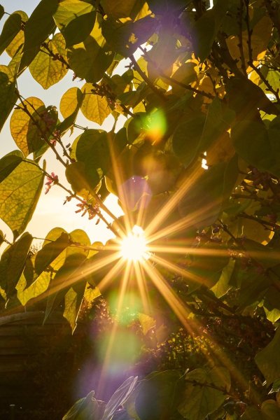 Небо сквозь листья деревьев