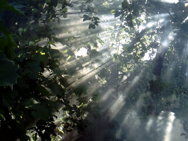 Солнце сквозь листву