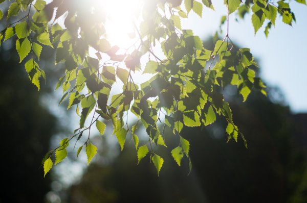 Солнечная Весна