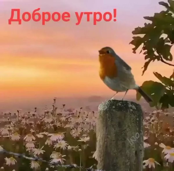 Солнышко просыпайся с добрым утром