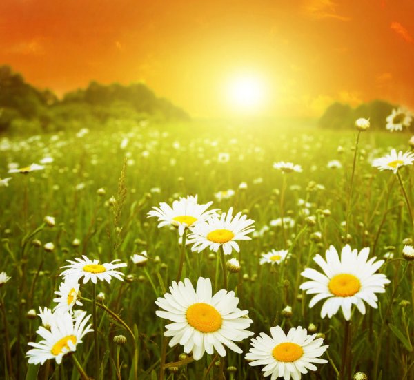 Рассвет картинки