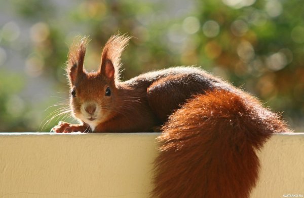 Белка на солнышке