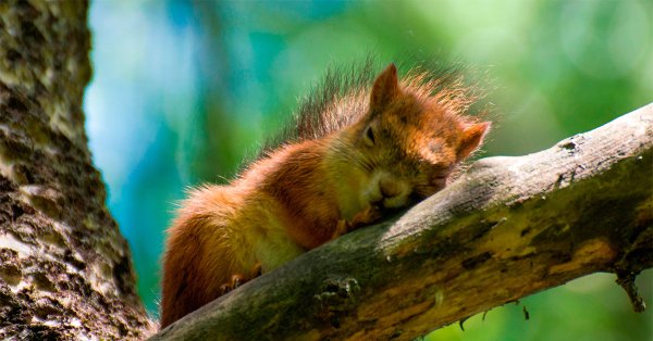 Белка на солнышке