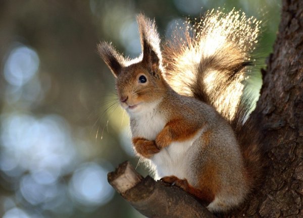 Белка выглядывает