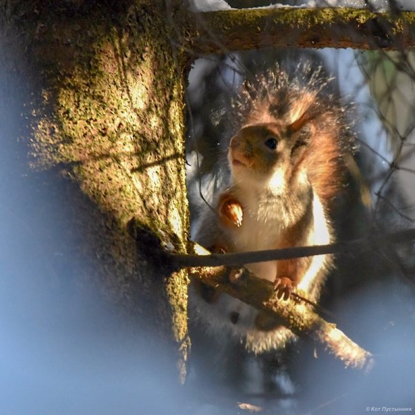 Белочка солнышко