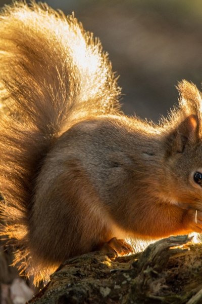 Рыжая Белочка