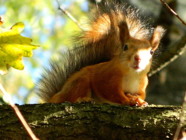 Белка на солнышке