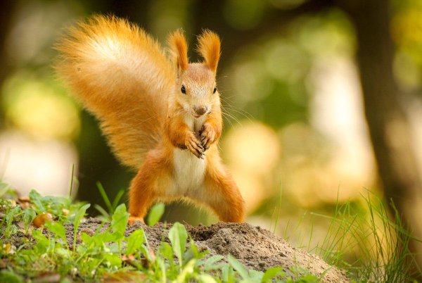 Белка с челкой