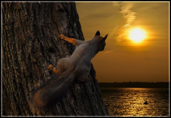 Белка на рассвете