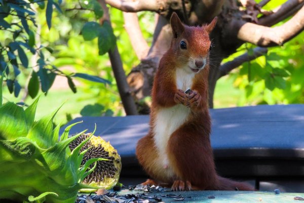 Белка Стейнджера