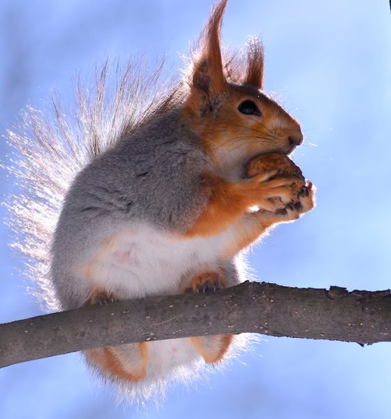 Солнечная белка
