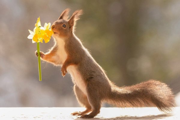 Белка спортсменка