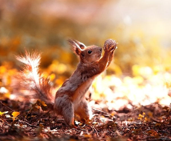 Белка с орехом