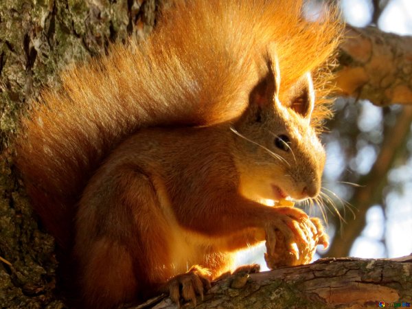 Белочка на дереве