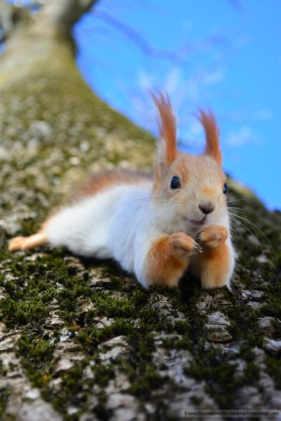 Лежачая белка