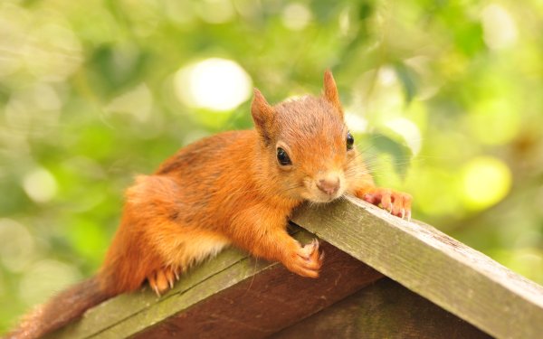 Гирт Вегген беличьи желания