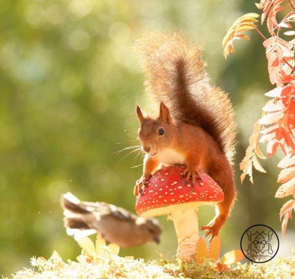 Желтогорлая белка