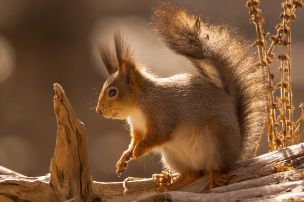 Кистеухая белка