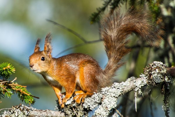 Трунов белки