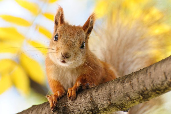 Белка в лесу с шишками