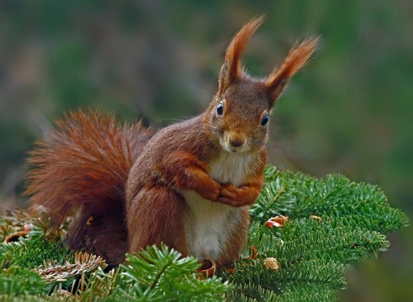 Бельчата фото