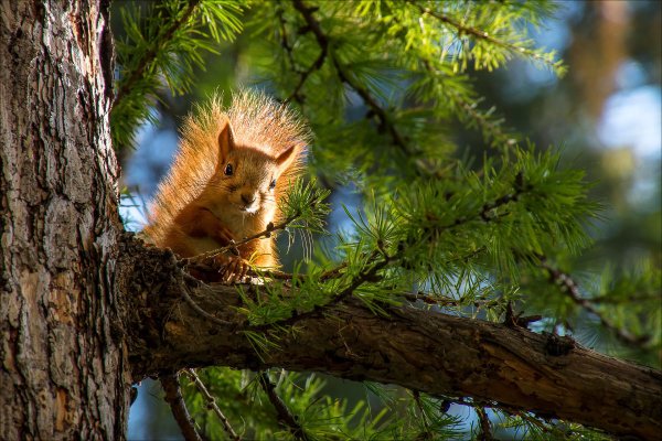 Белочка с орехом