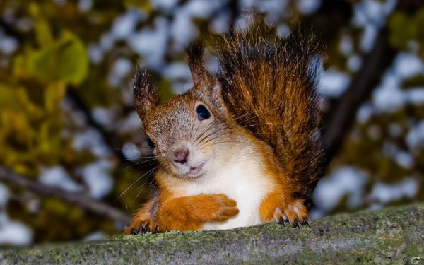 Белка осенью