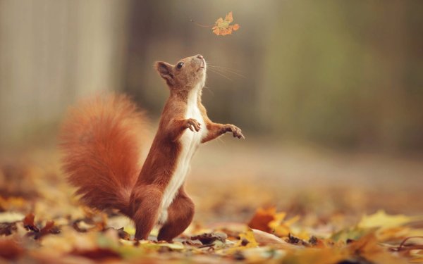 Цветы и животные