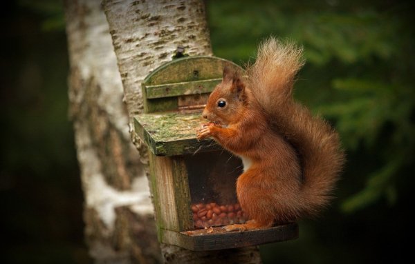 Танцующие белки
