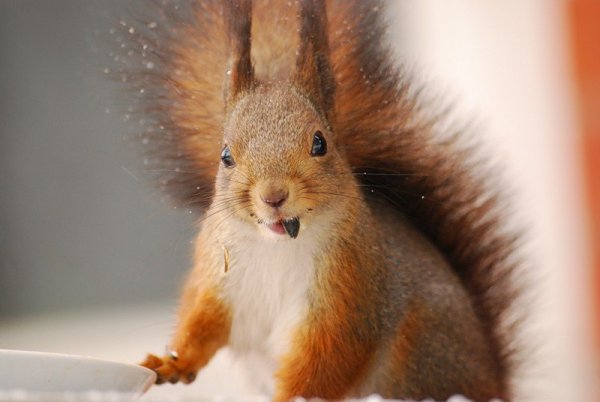 Две белочки