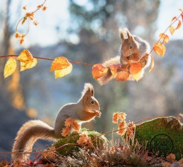 Красивая Белочка