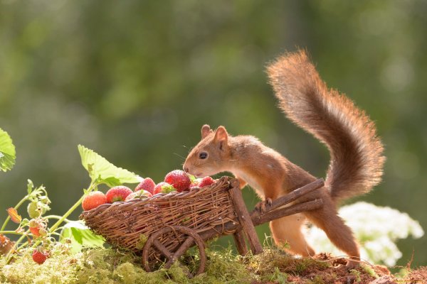 Белки Вадима Трунова