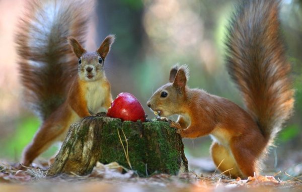 Белка на ветке