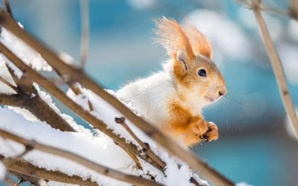 Уставшая белка