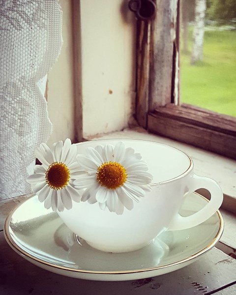 Утро солнце чашка кофе