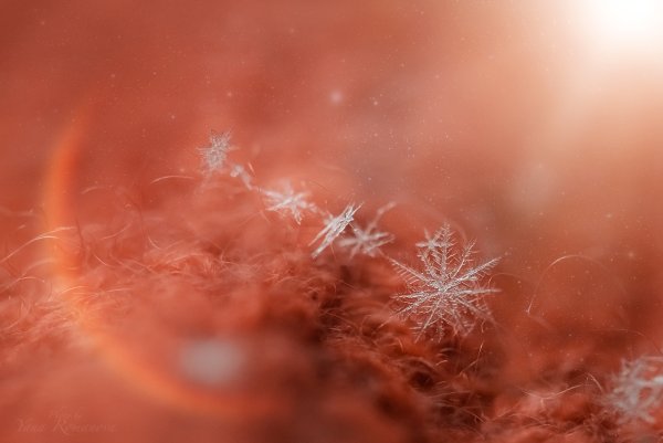 Пушистый иней на деревьях