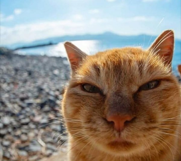 Лицо в солнечных лучах