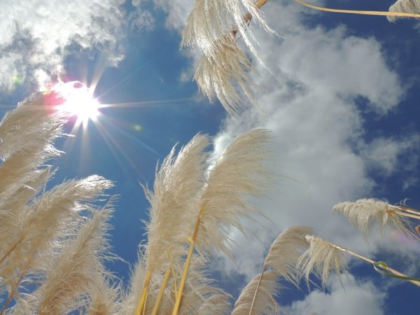 Ветерок в поле