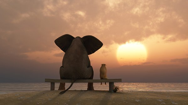 А куда катится солнце Слоненок