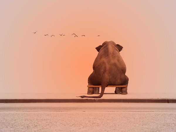 Слоненок и солнышко