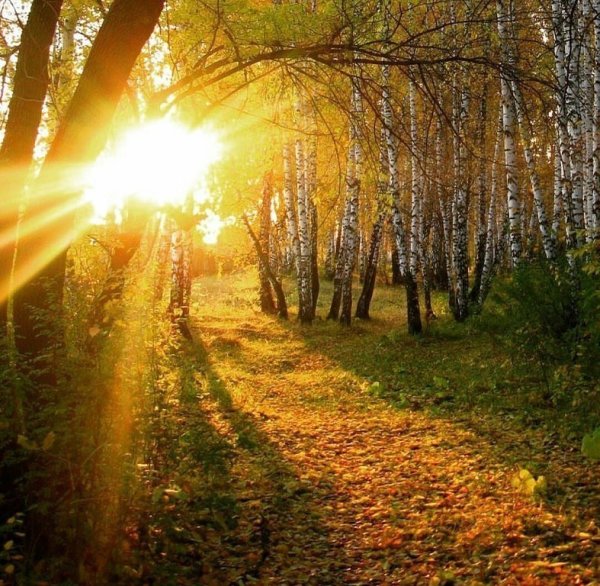 Солнечное утро