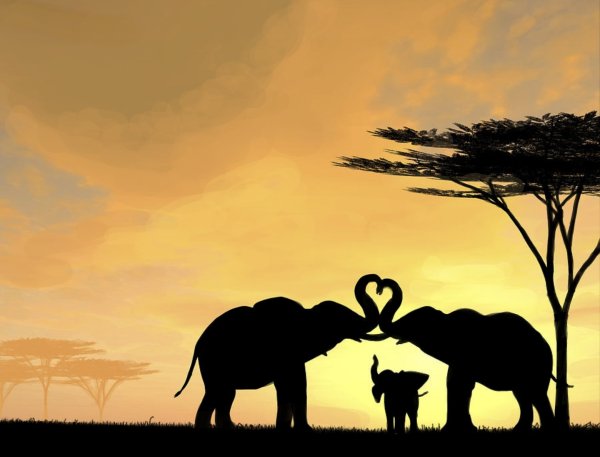 Африка слоны Саванна