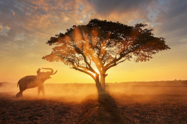 Обои на рабочий стол слоны