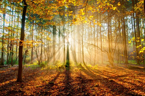 Солнечный осенний лес